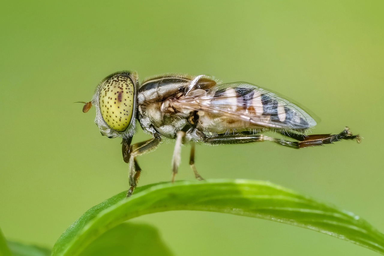How Eating Insects Could Help the Environment